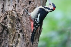 アカゲラ雄2022年9月23日