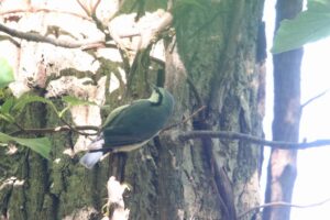 ゴジュウカラ2022年9月23日