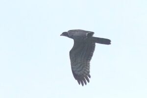 ハチクマ2022年9月23日