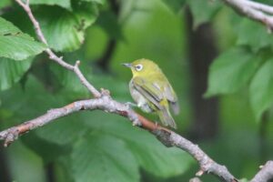メジロ2022年9月23日