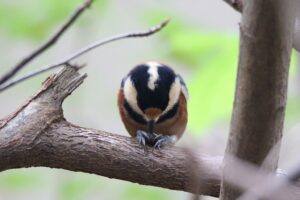 ヤマガラ2022年9月23日