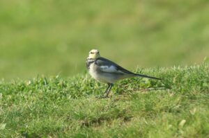 ハクセキレイ冬羽2022年9月30日