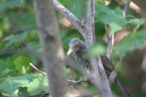 ヒヨドリ幼鳥2022年9月30日頭の羽が伸び切っていない