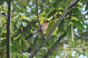 カケス2022年9月30日亜種ミヤマカケス