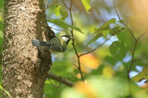 シジュウカラ2022年9月30日