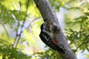 アカゲラ雌2022年9月9日