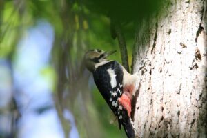 アカゲラ雌2022年9月30日