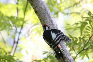 アカゲラ雄2022年9月9日