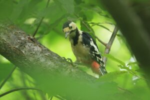 アカゲラ雄2022年9月2日