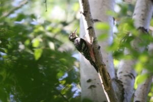 オオアカゲラ2022年9月9日