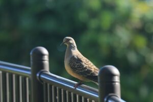 キジバト2022年9月2日