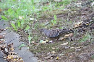 キジバト2022年9月9日