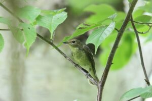 キビタキ2022年9月2日