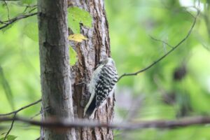 コゲラ2022年9月2日