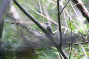 コゲラ2022年9月30日