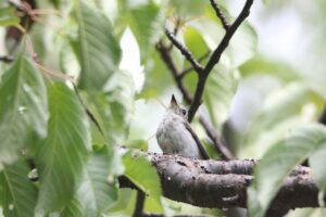 コサメビタキ2022年9月2日