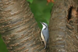 ゴジュウカラ2022年9月30日亜種シロハラゴジュウカラ