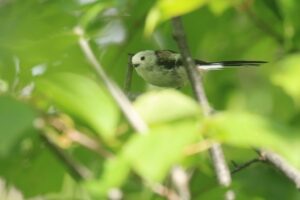 シマエナガ2022年9月2日1