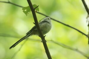 シマエナガ2022年9月2日2