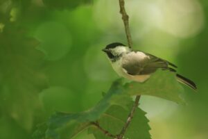 ハシブトガラ2022年9月2日