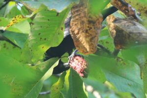 ハシブトガラス2022年9月30日ホオノキの実を食べる