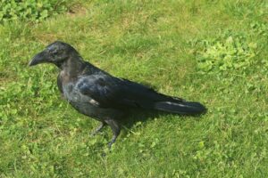 ハシブトガラス幼鳥2022年9月30日頭の羽がまだ不揃いで茶色っぽい