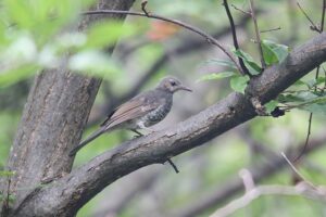 ヒヨドリ幼鳥2022年9月2日