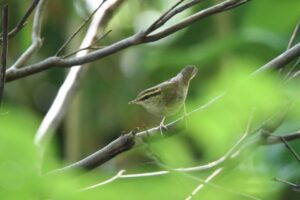 ヤブサメ2022年9月2日
