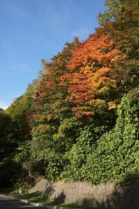 紅葉2022年10月14日第1駐車場入口のヤマモミジ