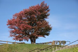 紅葉2022年10月14日展望台一本桜
