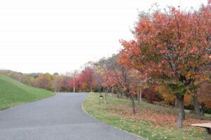 旭山記念公園の紅葉2022年10月22日4新桜並木
