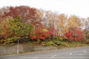 旭山記念公園の紅葉2022年10月28日8
