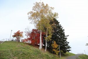旭山記念公園の紅葉2022年10月28日9
