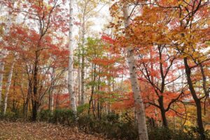 旭山記念公園の紅葉2022年10月28日13