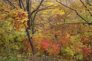旭山記念公園の紅葉2022年10月28日12