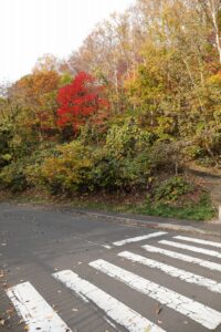 旭山記念公園の紅葉2022年10月２8日3