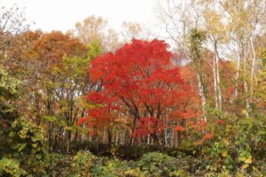 旭山記念公園の紅葉2022年10月28日4