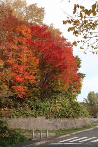 旭山記念公園の紅葉2022年10月28日1