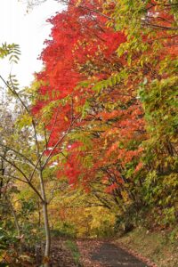 旭山記念公園の紅葉2022年10月28日5