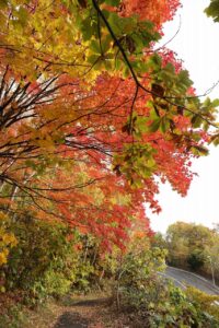 旭山記念公園の紅葉2022年10月28日7