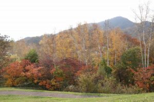 旭山記念公園の紅葉2022年10月28日16