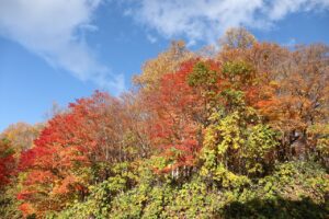旭山記念公園の野鳥2022年10月29日1