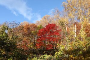 旭山記念公園の紅葉2022年10月29日3