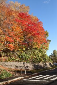 旭山記念公園の紅葉2022年10月29日2