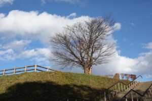 旭山記念公園の紅葉2022年10月29日6