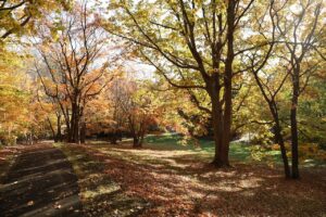 旭山記念公園の紅葉2022年10月29日7