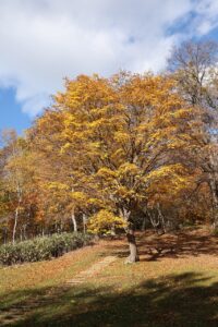 旭山記念公園の紅葉2022年10月29日9