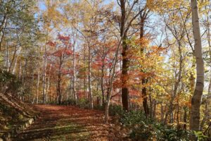 旭山記念公園の紅葉2022年10月29日10