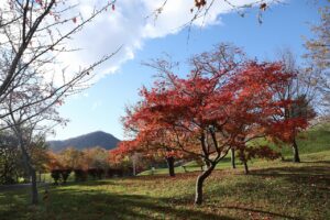 旭山記念公園の紅葉2022年10月29日13