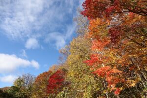 旭山記念公園の紅葉2022年10月29日19
